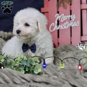 Peppermint (tiny), Bichon Frise Puppy